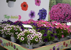 Top-Tunia variëteiten van Padana.